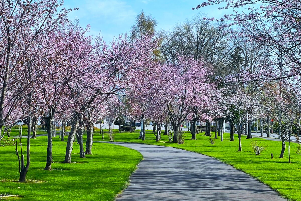 🌸春爛漫！利用者さまと巡る、名寄の桜とソフトクリーム🍦の旅