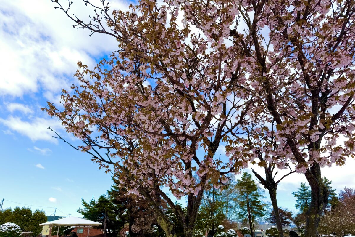 満開の桜の下で、笑顔の記念撮影